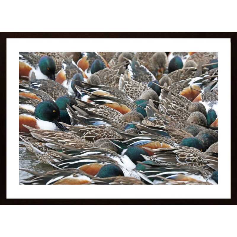 Ducks Close Together Poster