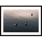 Ducks Poster
