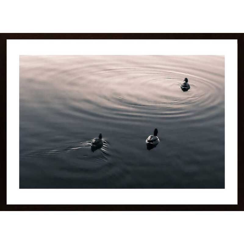 Ducks Poster