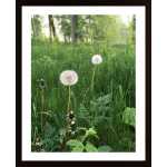 Early Morning By The Lake Collection 4 Poster