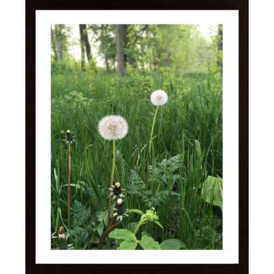 Early Morning By The Lake Collection 4 Poster