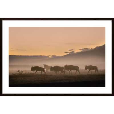 Early Morning In Serengeti Poster