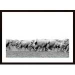 Elephant Family Poster