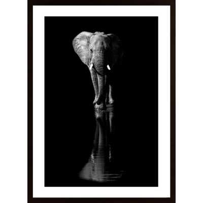 Elephant Poster