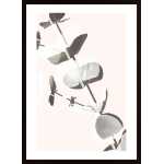 Eucalyptus Creative 13 Poster