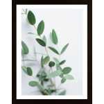 Eucalyptus On A Light Wooden Poster