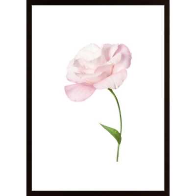 Eustoma Flower Poster