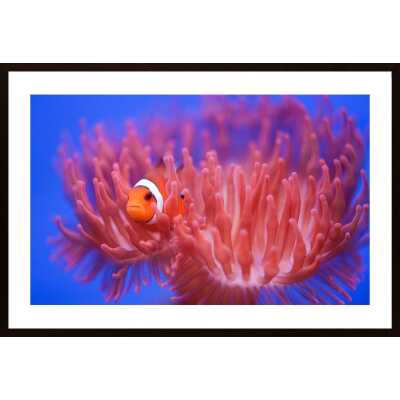 Finding Nemo Poster