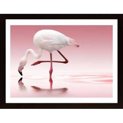 Flamingo Poster