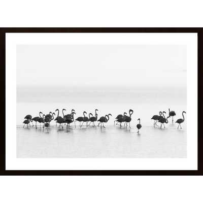 Flamingos Poster