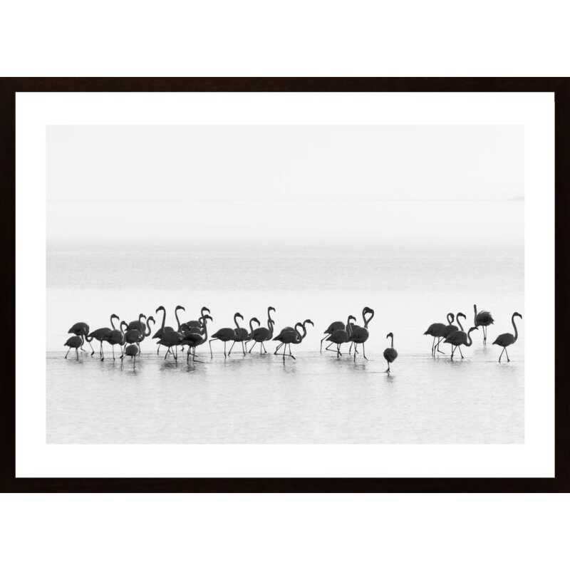 Flamingos Poster