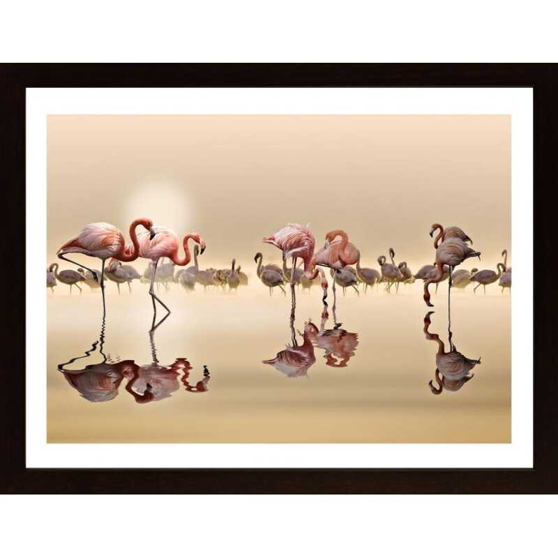 Flamingos Poster