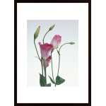 Flower Arrangements Poster