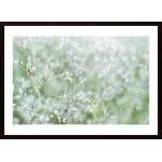 Flower Buds 1 Poster