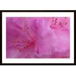Flower In Pink Poster