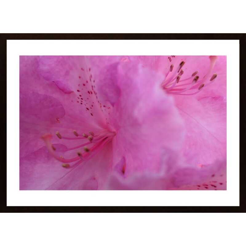 Flower In Pink Poster