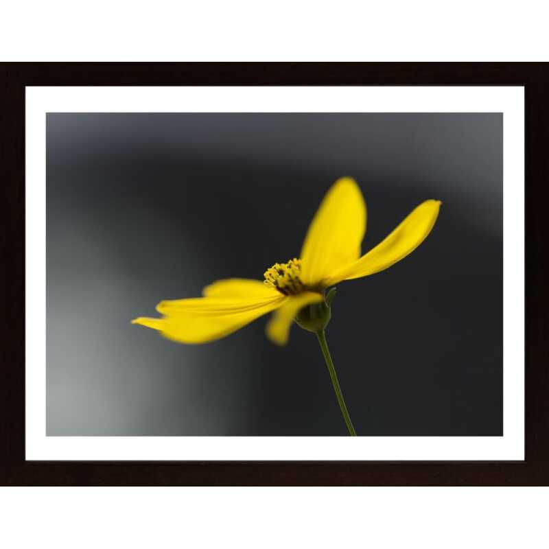 Flower In Yellow Poster
