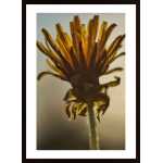 Flower Poster
