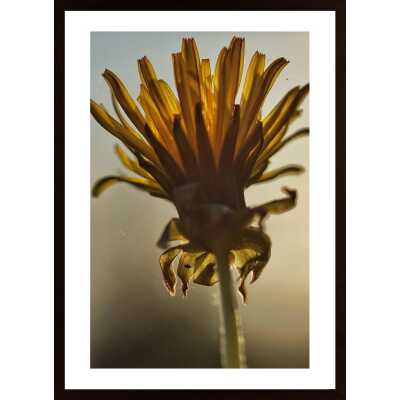 Flower Poster