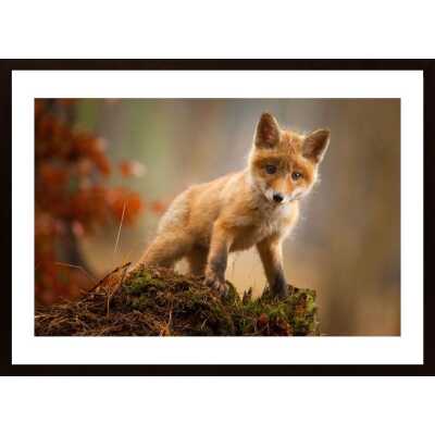 Fox Poster