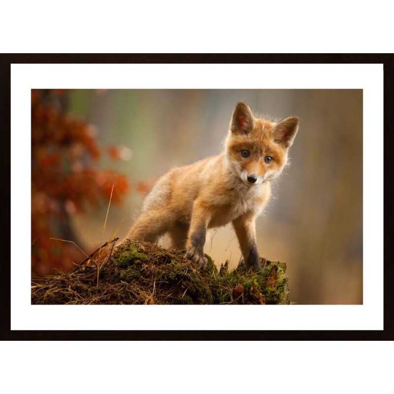 Fox Poster