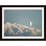 Free As A Bird Poster