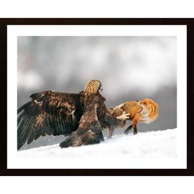 Golden Eagle And Red Fox Poster