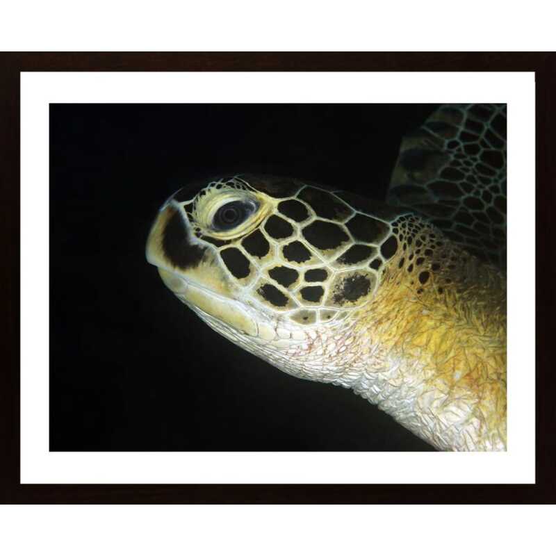 Green Turtle Poster