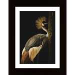 Grey Crowned Crane Poster