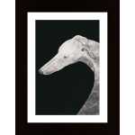 Greyhound Black And White 02 Poster