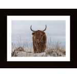 Highlander In Snow Poster