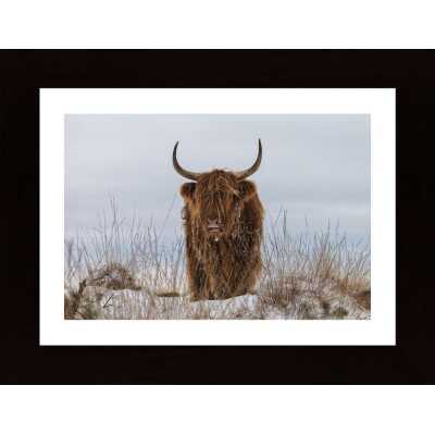 Highlander In Snow Poster