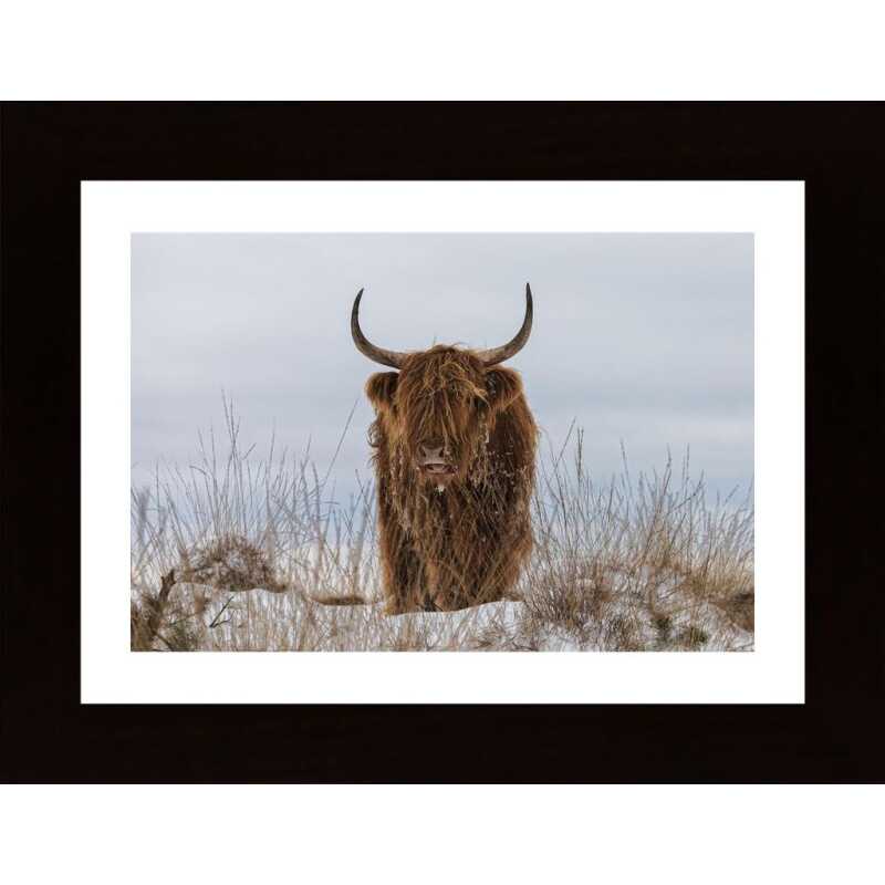 Highlander In Snow Poster