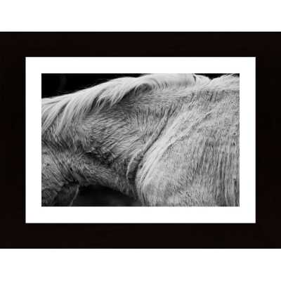 Horse Ii Poster