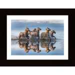 Horses And Reflection Poster