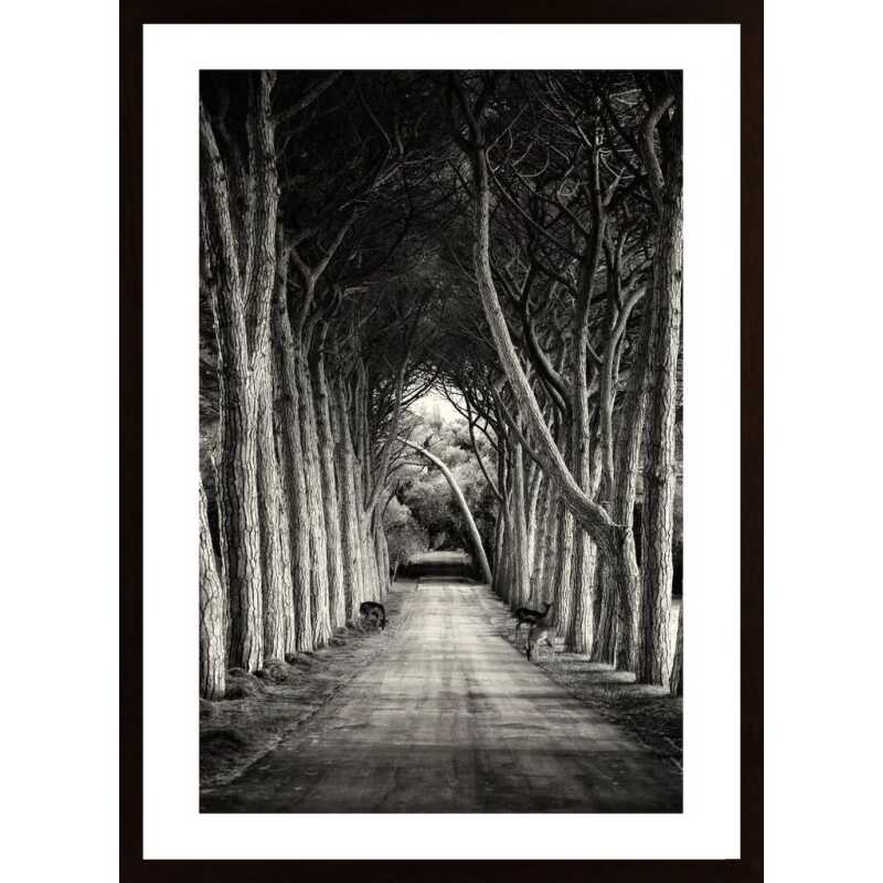 Into The Wilderness Poster