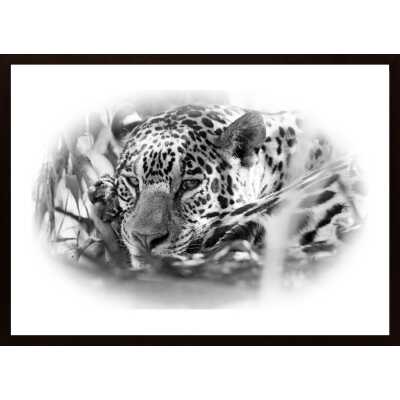 Jaguar Relaxing Poster
