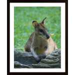 Kangaroo Poster