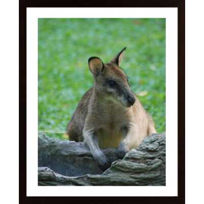 Kangaroo Poster