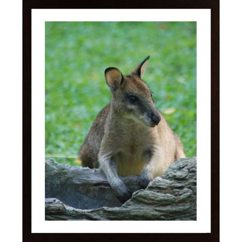 Kangaroo Poster