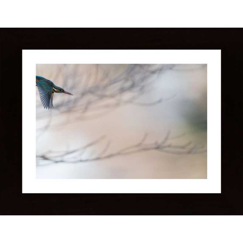 Kingfisher Poster