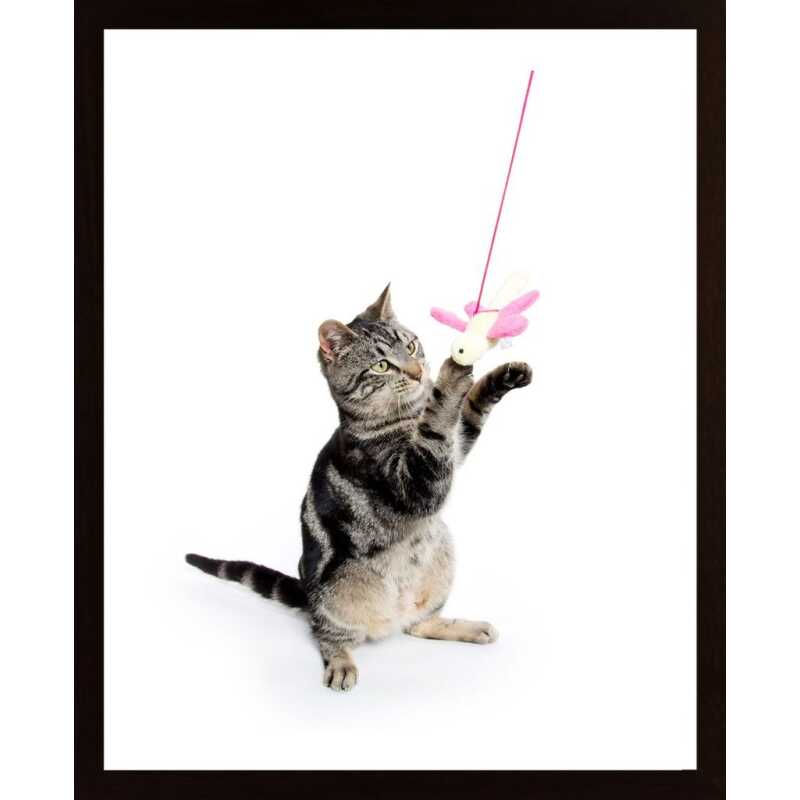 Kitten Poster