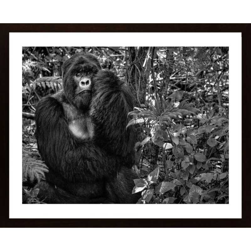 Kwitonda Silverback Poster