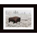 Late Fall Yellowstone Poster
