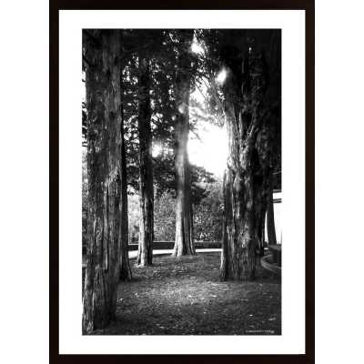 Light And Branches Poster