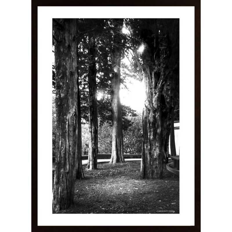 Light And Branches Poster