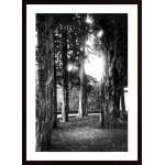 Light And Branches Poster