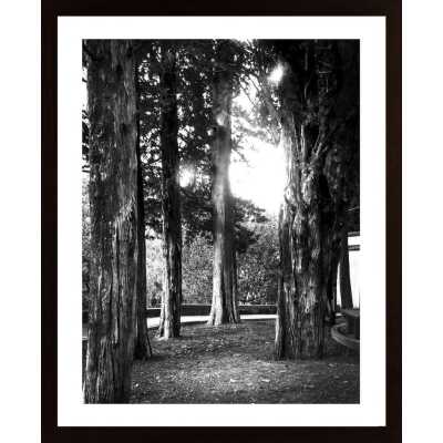 Light And Branches Poster