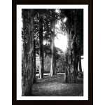 Light And Branches Poster