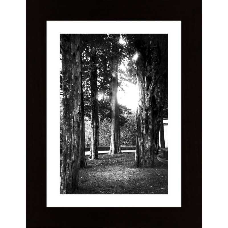 Light And Branches Poster